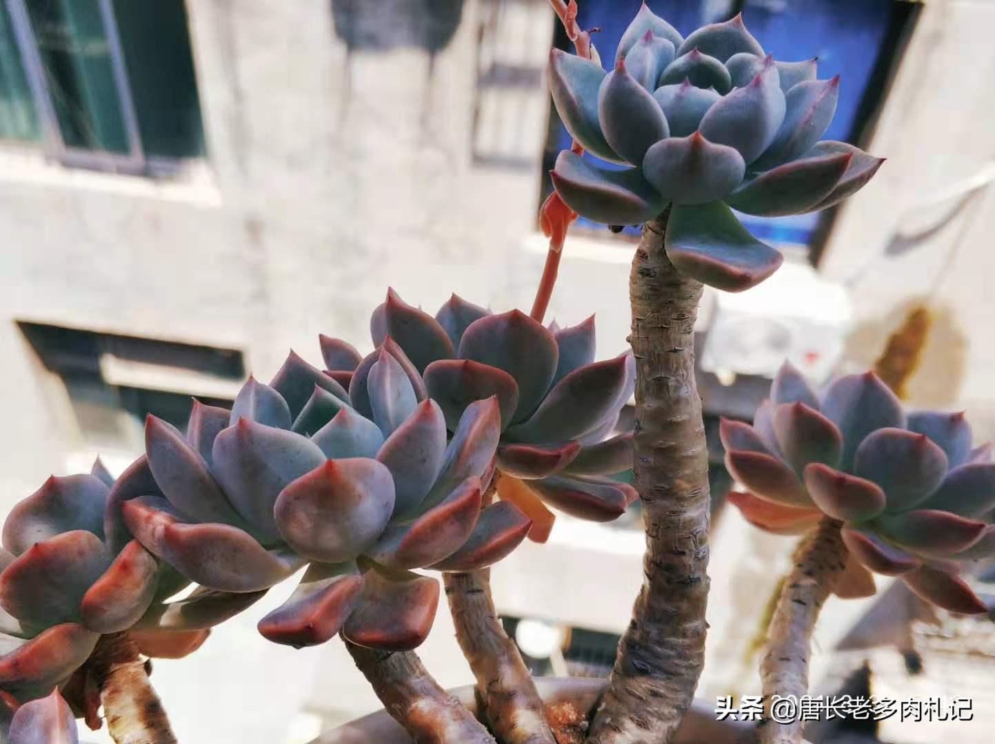 不怕晒的多肉该有哪几种,肉友喜欢的多肉品种