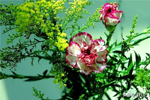 康乃馨黄叶怎么办是什么原因,康乃馨的繁殖方法