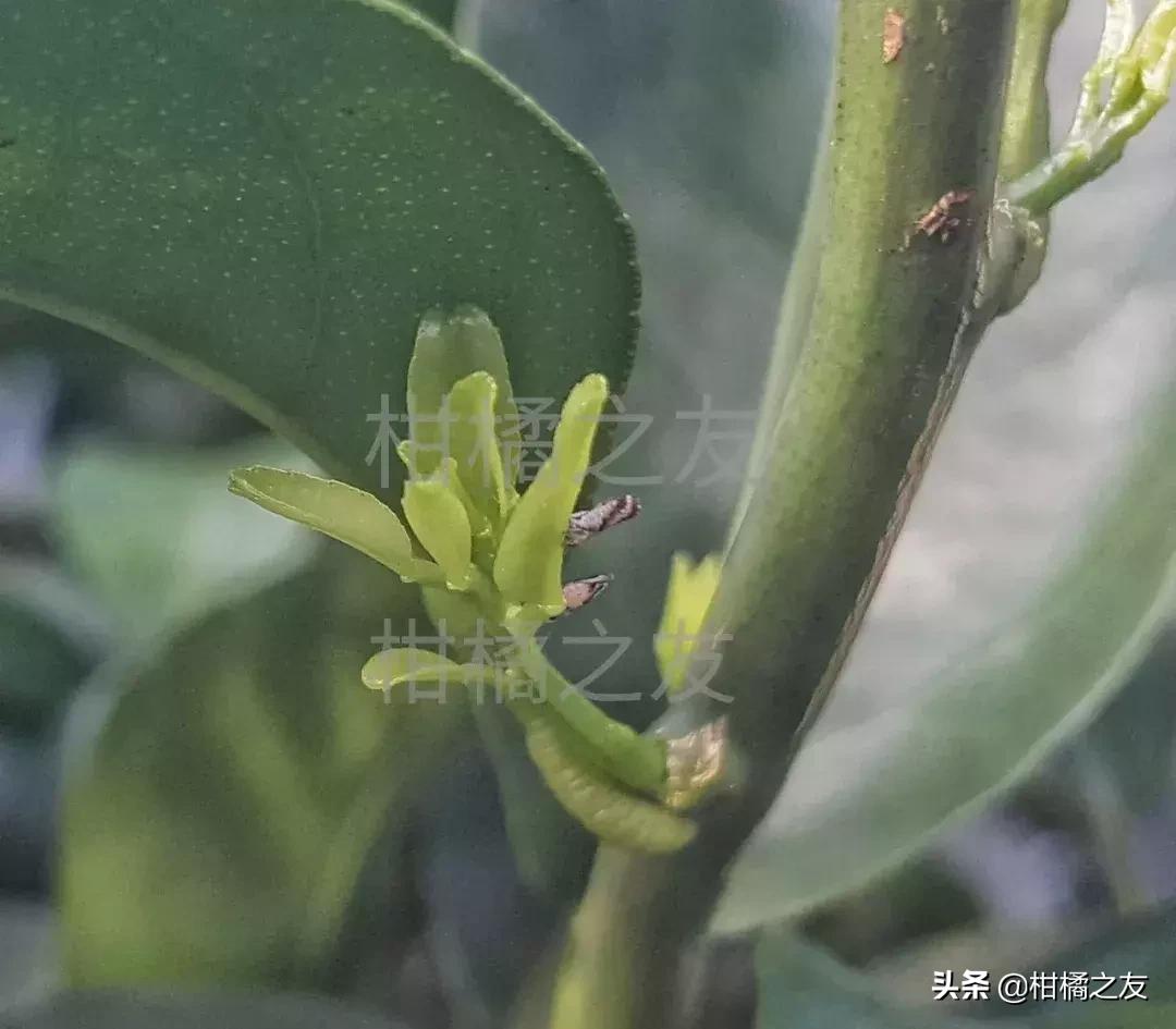 柑橘木虱防治工作要重视,果农分享五大防治要点