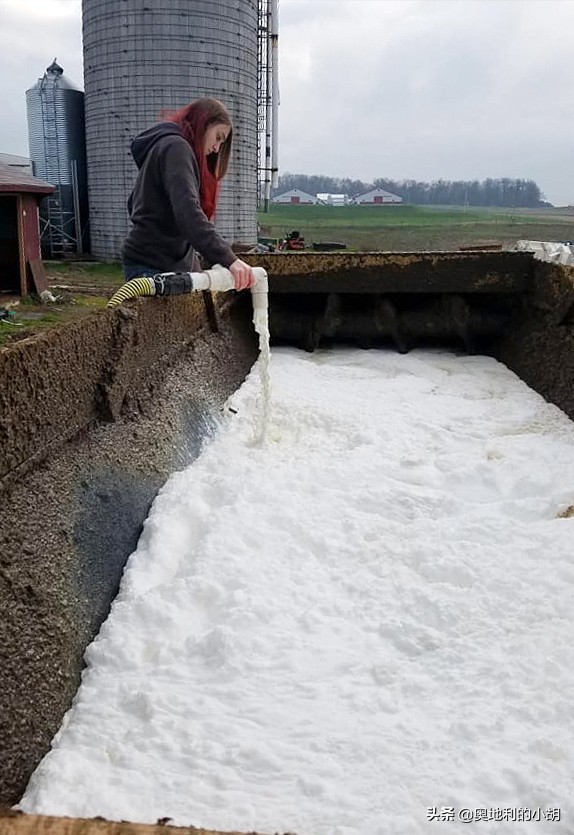 牛奶到底哪个味才是正宗的,牛奶哪种健康安全
