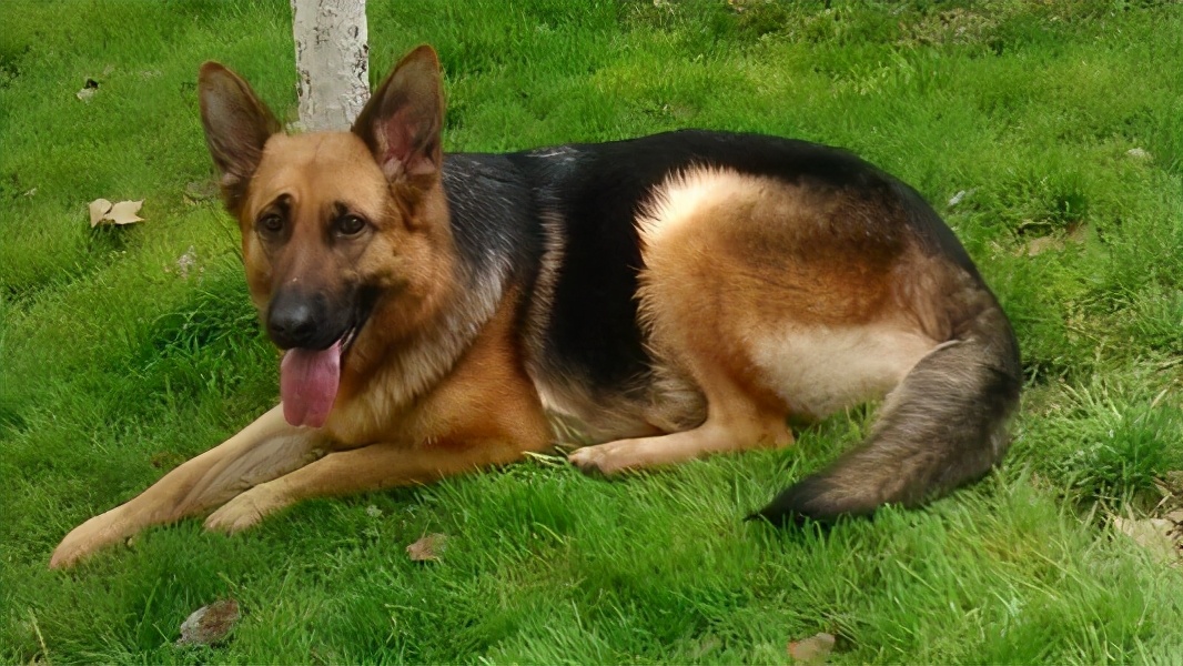 德国牧羊犬养公的还是母的好,德国牧羊犬好养吗德牧优缺点分析