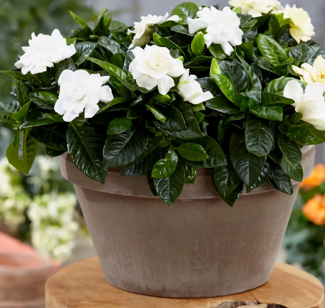 6种香味好闻又高级的花卉植物,香味最好闻的室内花卉