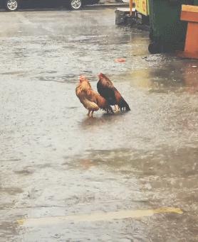 鸡群下雨天易得什么病害,天气降温鸡群容易出现什么问题