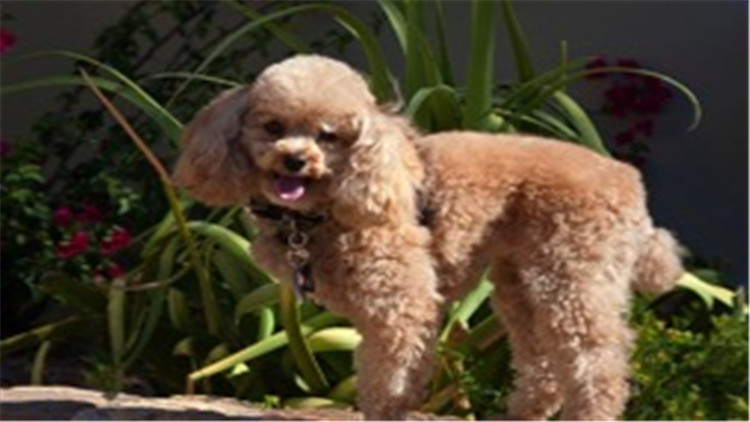 贵宾犬与巨贵犬智商的区别,贵宾犬的智商