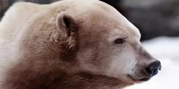 杂交动物十大排名,十大杂交动物