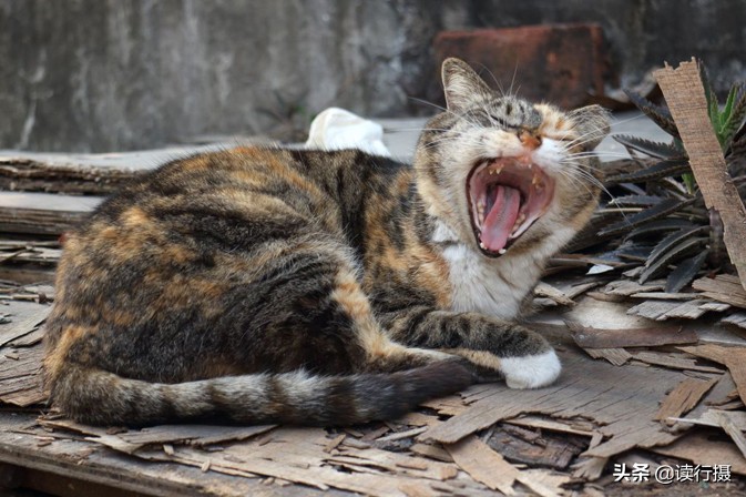 转角遇到猫探店,转角遇到猫打卡