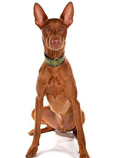 法老王猎犬是大型犬吗,法老王犬品种大全