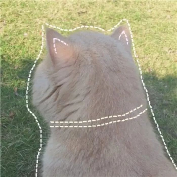 猫咪泪痕太严重是什么原因,猫咪泪痕的解决办法是什么