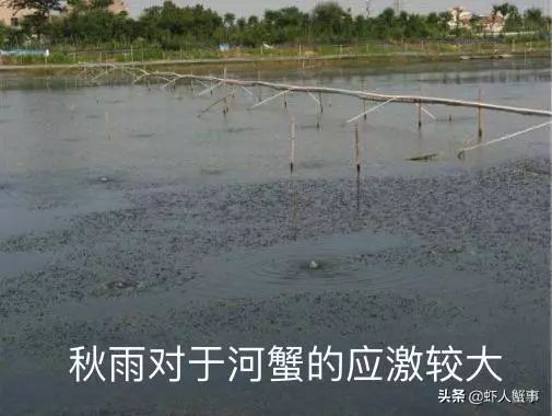 青蟹脱壳就死什么原因,河蟹无壳伤亡原因与处理