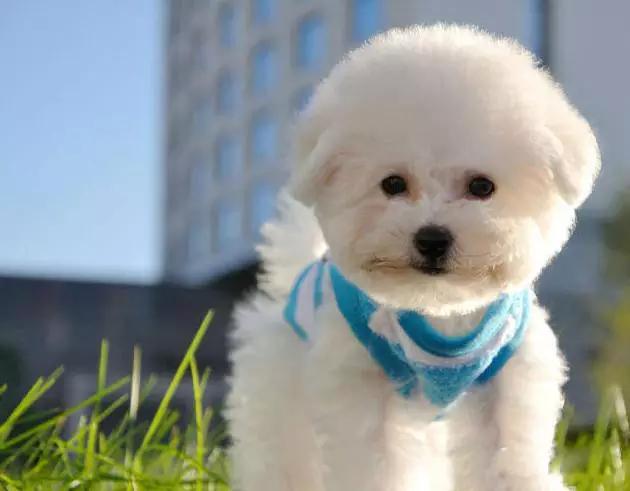 45种狗狗,45种狗狗很难得一见你认识几种