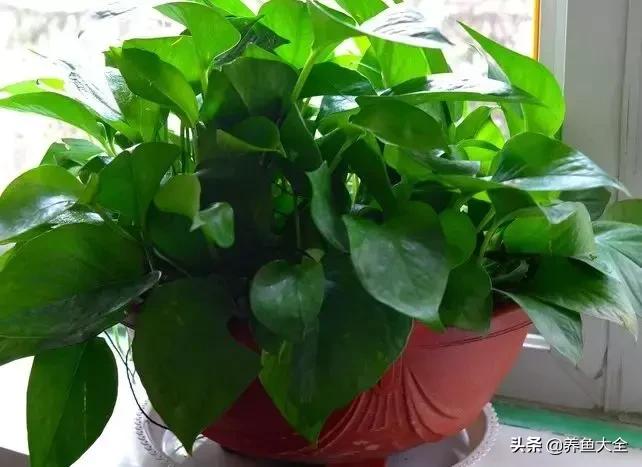 花烂了就扔了吧,盆栽的花烂根了怎么办