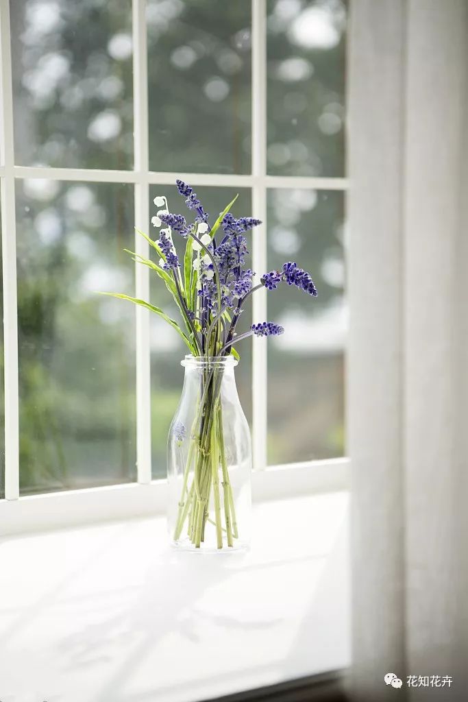 薰衣草真假精油的鉴别方法,熏衣草干花真假辨别