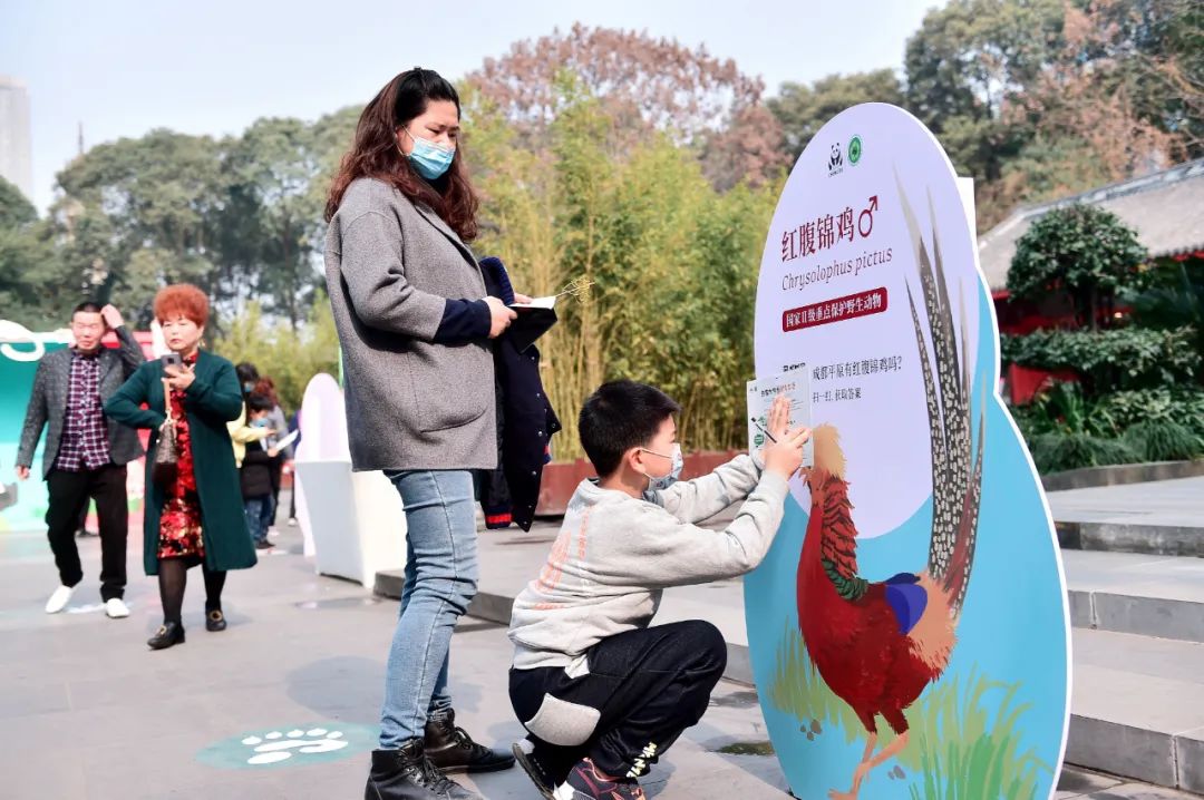 来成都看大熊猫攻略,成都看熊猫旅游攻略来了