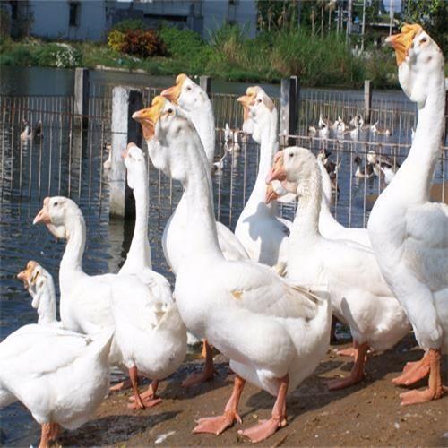 养鹅需要注意哪些细节,养鹅注意事项及建议