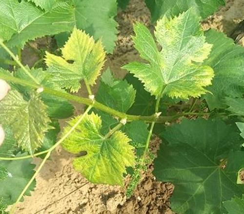 葡萄叶片出现药害还能恢复吗,葡萄除草剂药害的有效防治方法