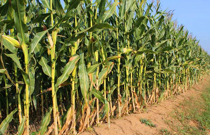 穿越到秦朝能吃些什么,假如穿越到秦朝我们能吃到什么