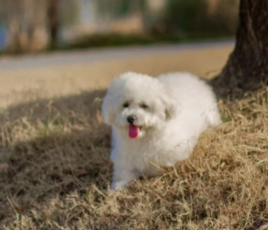 比熊最近几天不吃狗粮是什么原因,比熊突然不吃狗粮怎么回事