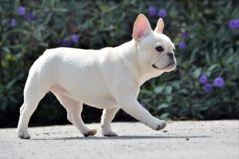 加纳利犬十大猛犬,加纳利犬真的是杀人犬吗