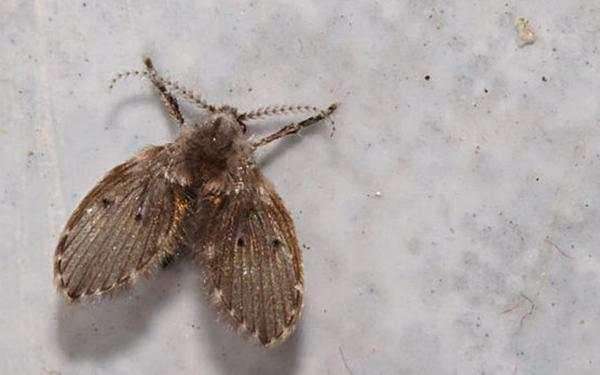 家里小飞虫最有效的小妙招,家里驱飞虫最有效的方法