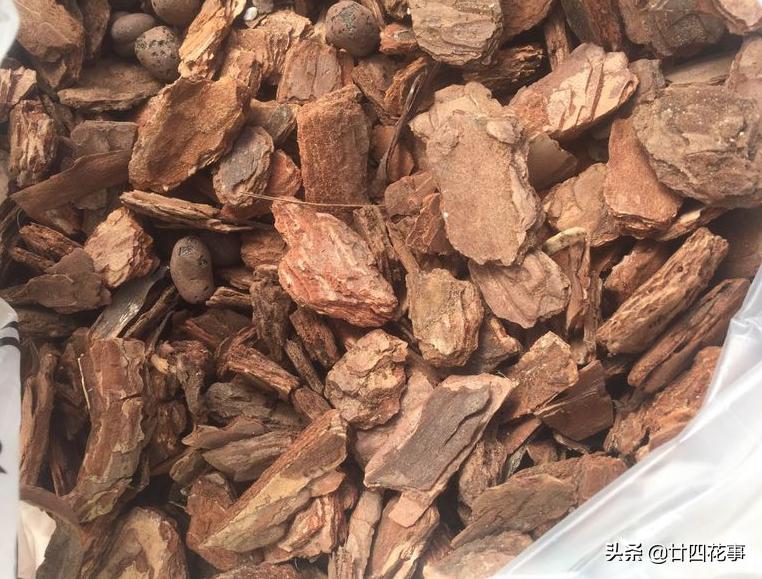 君子兰换盆的土是什么样子,君子兰换盆怎样使根系发达