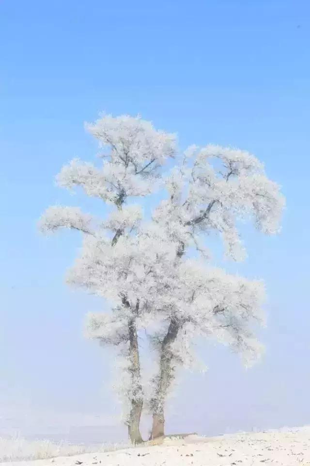 雾凇之美宛若仙境,连云港花果山雾凇美得像仙境