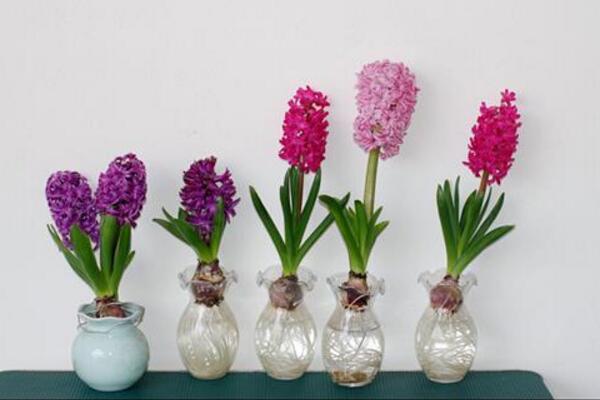 风信子烂根秘诀,风信子烂根后放回营养土要浇水吗