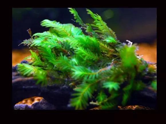 本色水景|教你认识——常见莫斯品种！水草造景学习