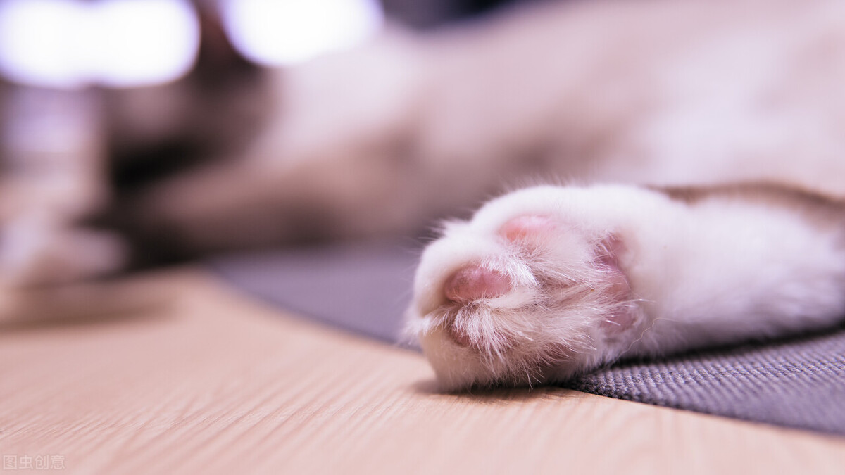 甲硝唑治猫口炎用量,猫口炎初期症状图片