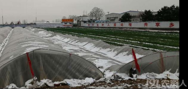 马铃薯免耕栽培技术视频,马铃薯高产栽培技术的参考文献