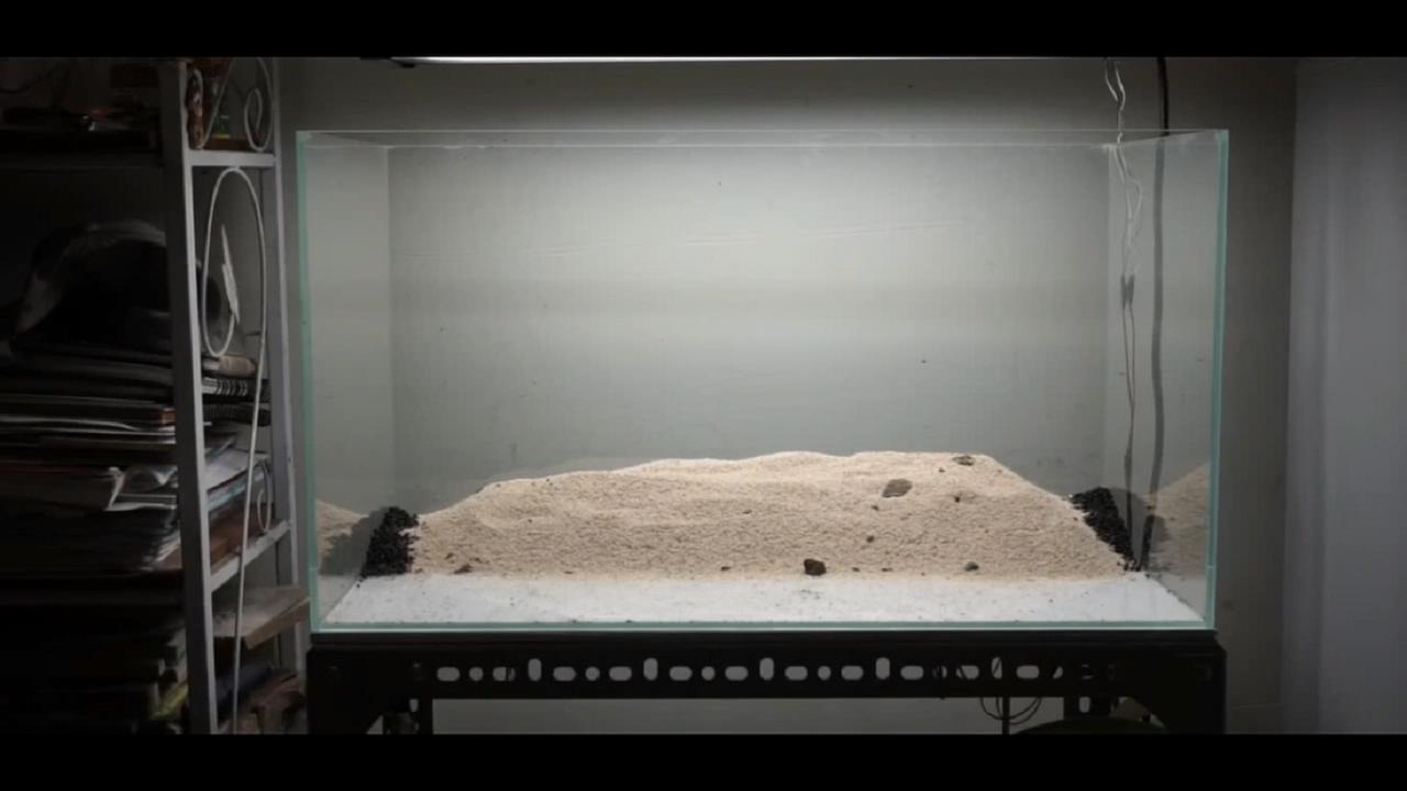 草缸皇冠水草造景,假山草缸水草造景