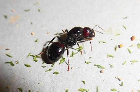 人类禁区地球之肺亚马逊雨林,亚马逊雨林为什么称为人类禁区