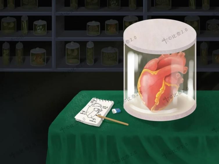 灵魂画手的手绘作品,医学生手绘器官创意解剖绘画