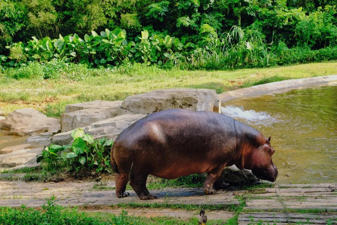 广州长隆购买攻略,广州长隆游玩攻略必买