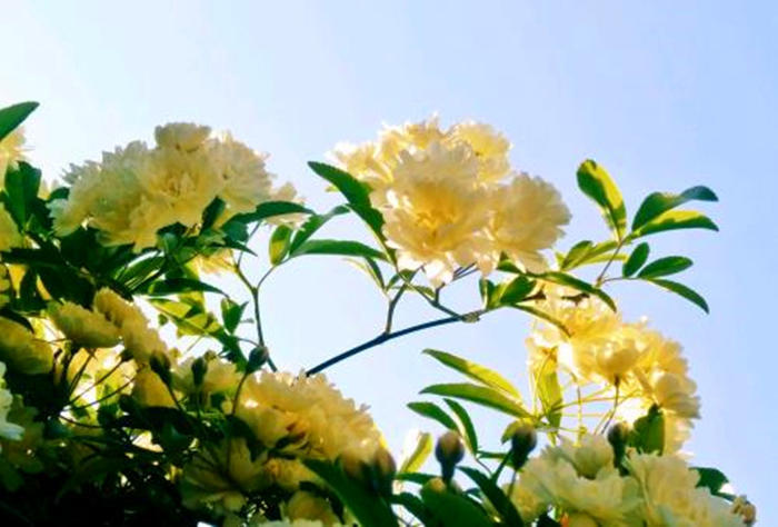 国内一种花，开花时比香水香，花期长名叫木香花