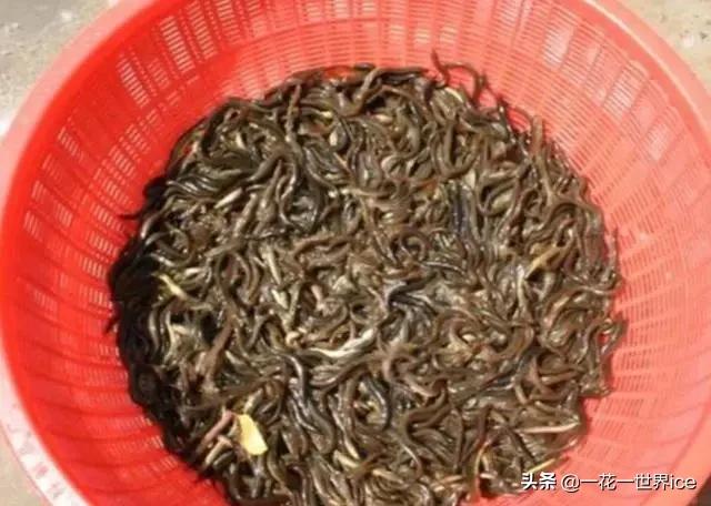 养殖泥鳅的市场价格是多少,泥鳅养殖现在什么行情