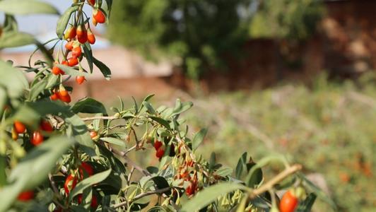 枸杞种植栽培技术视频,枸杞种植栽培技术