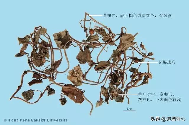 中医金钱草的功效与作用,含金钱草的经方