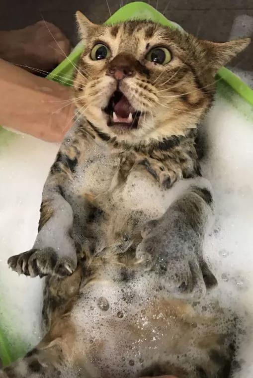 我们家猫真的很弱智怎么办,猫为什么又蠢又自以为是