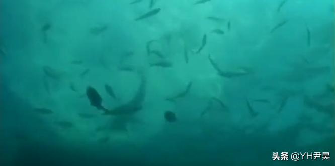 发生在美国的罕见事件，大白鲨遭遇神秘生物捕杀，真相颠覆认知