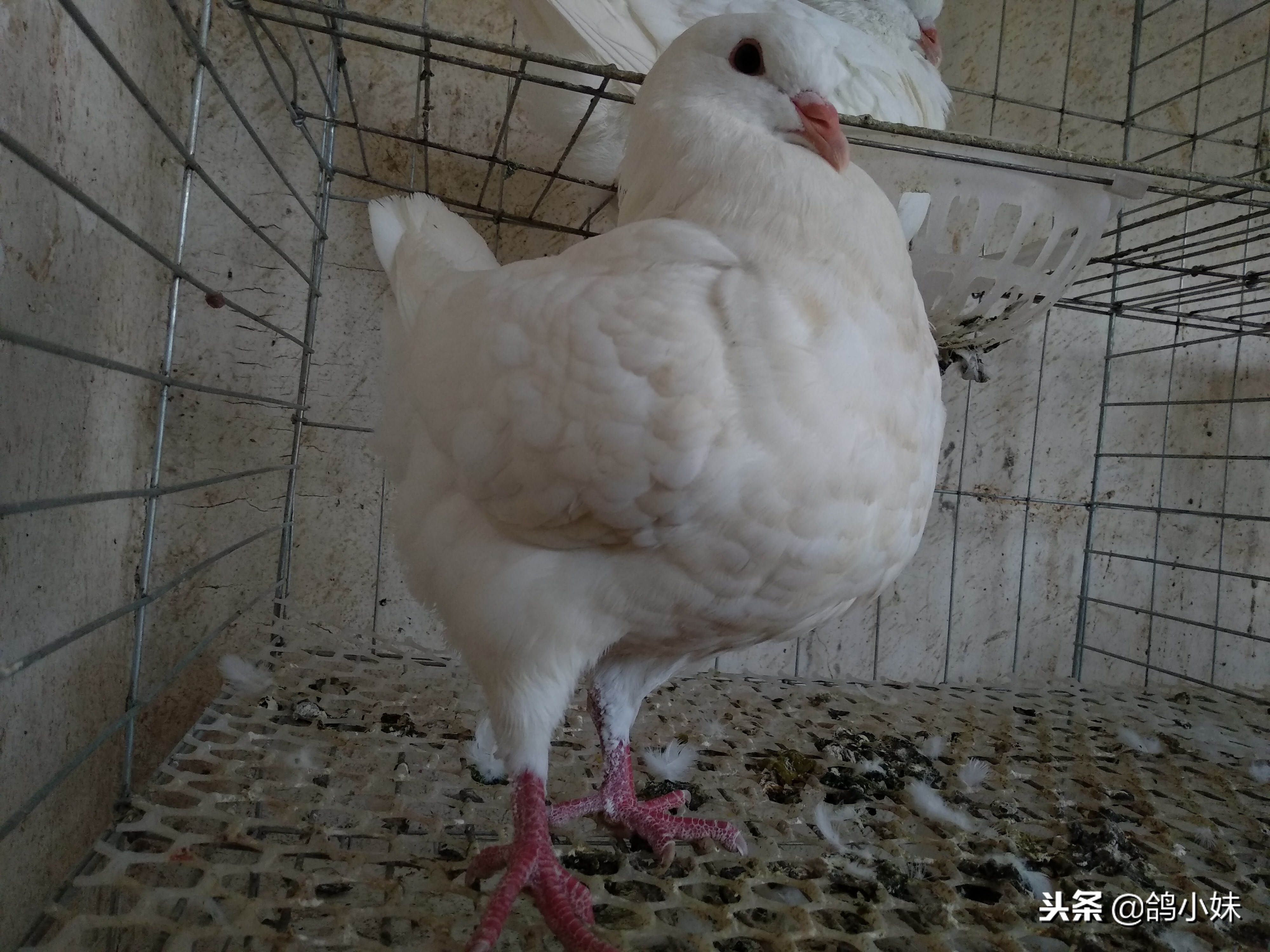 养鸽子经验和技巧视频,养鸽经验分享100条