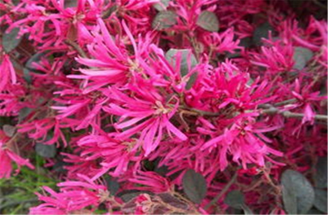 红檵木有多少种品种,红檵木优点缺点