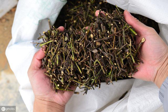 6岁小儿七星茶的用法用量,和小儿七星茶效果一样的药