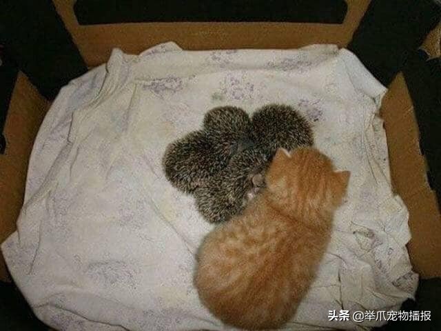 好心收养了一只流浪猫,好心收养了一只猫