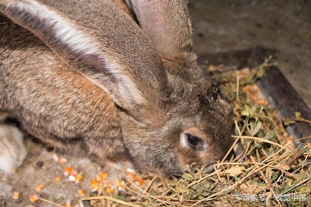 关于兔子为什么不喝水知识,兔子能否喝水科普