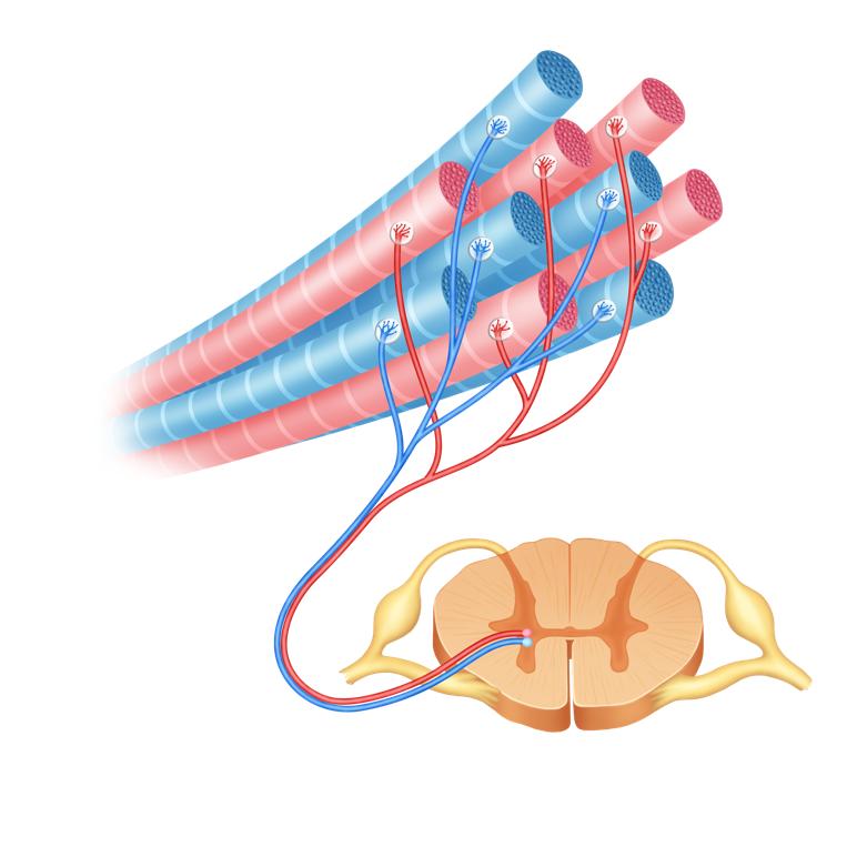 一笑尿就出来怎么治疗,一笑就尿失禁怎么快速恢复