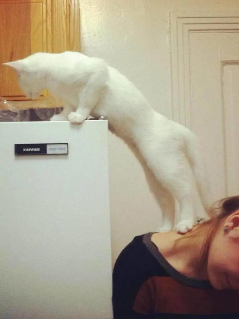 卑微的两脚兽，欢迎来到喵星人的世界