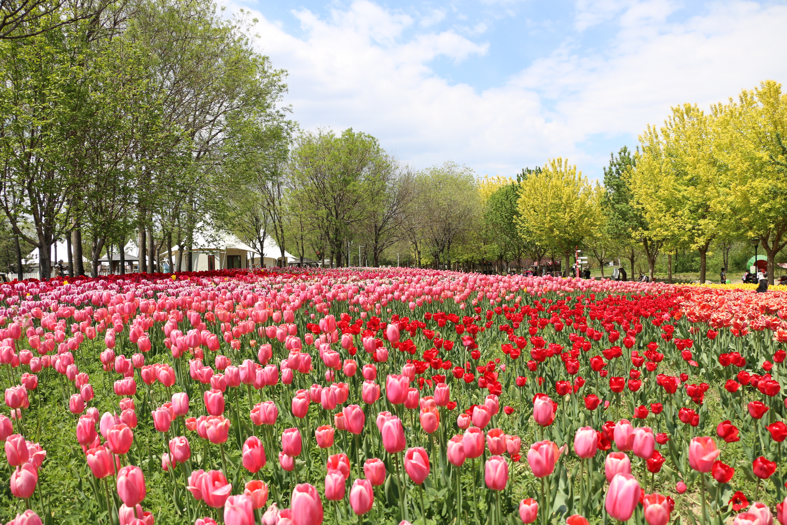 游北京国际鲜花港体会,游北京国际鲜花港需要多长时间