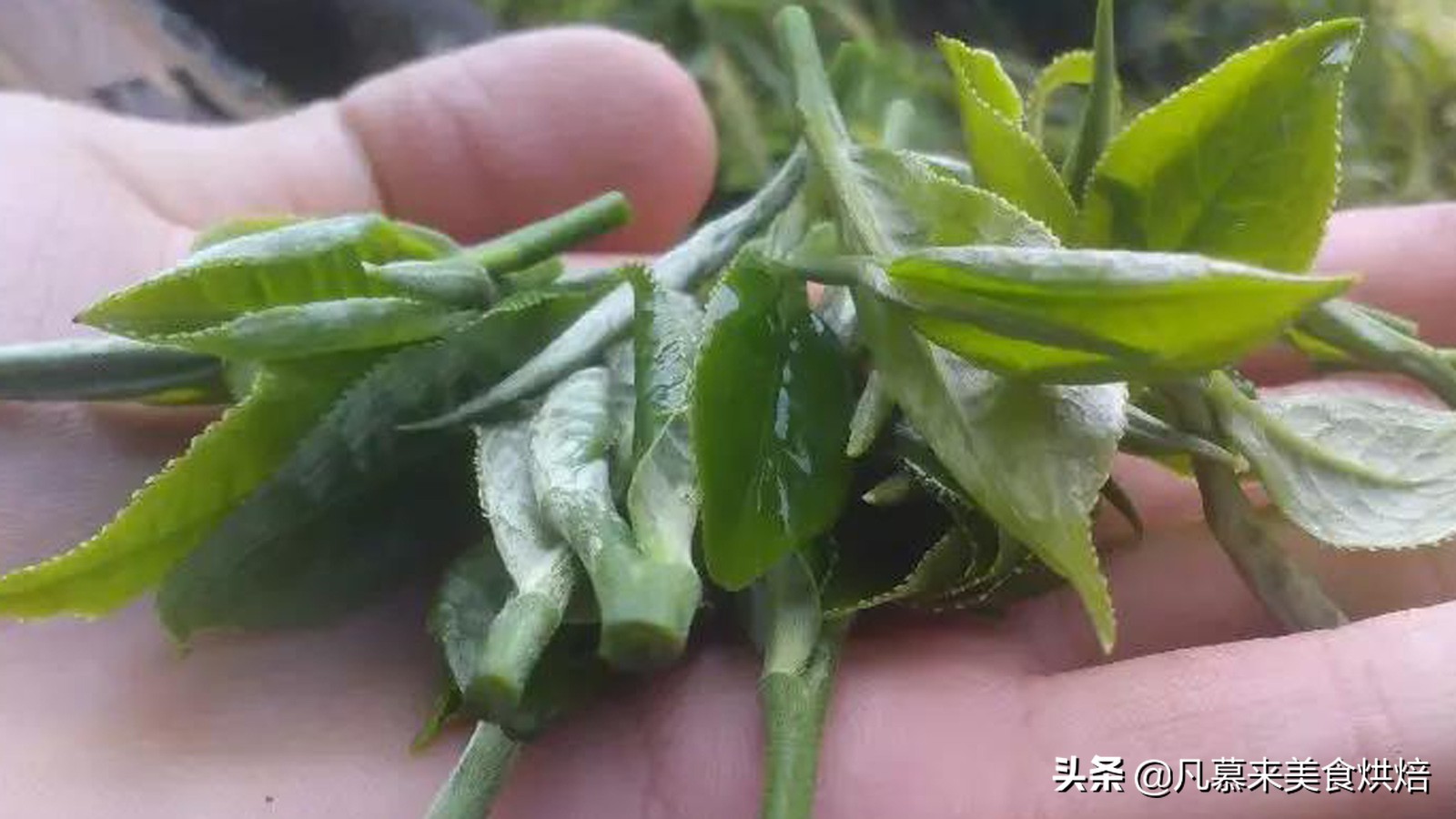 茶叶十大名茶代表茶叶品种,茶叶品种最好的茶是什么茶类呢