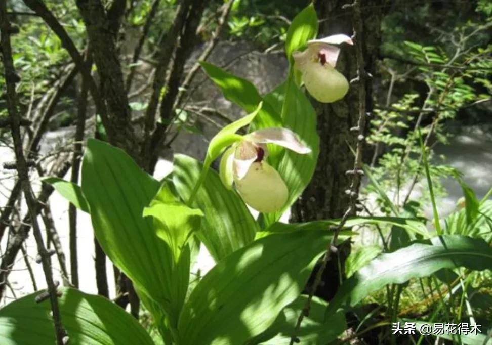 国家二级黄花杓兰,黄花杓兰与西藏杓兰