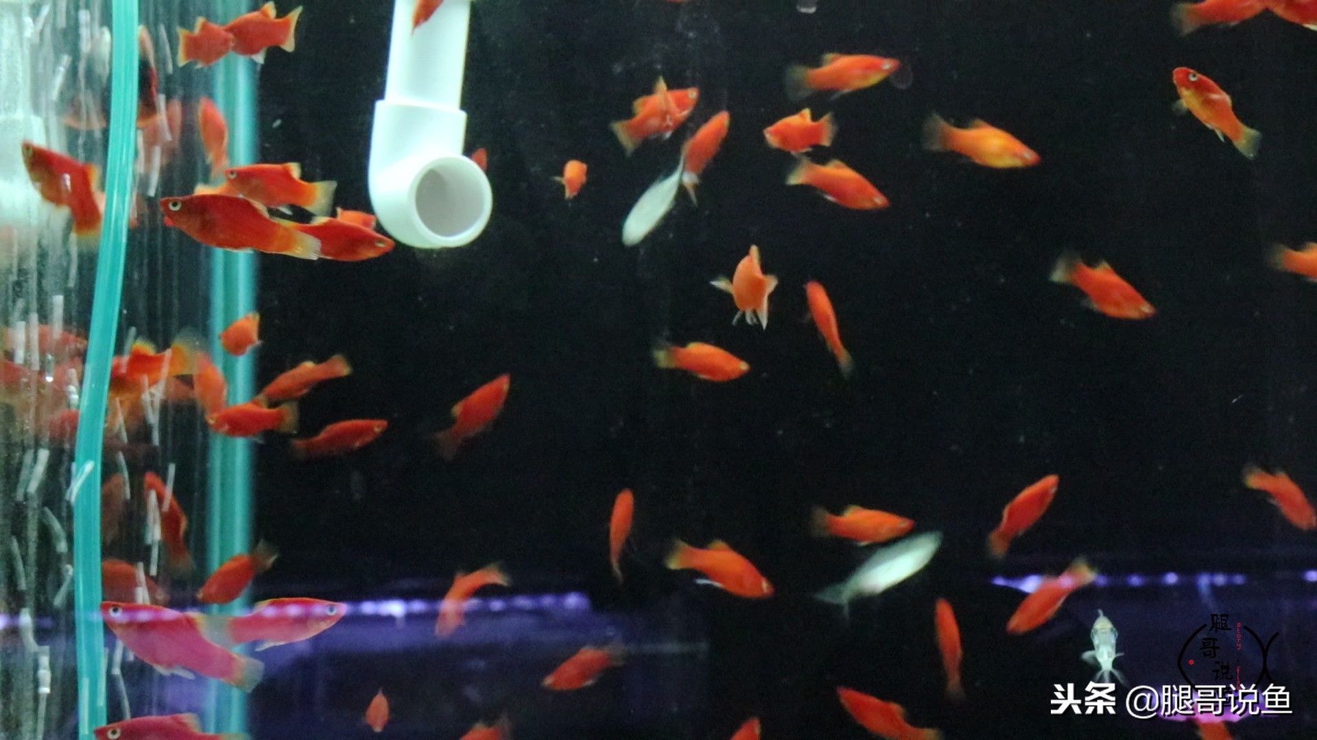 黑尾红月光可以和玛丽球鱼混养,适合新手养的纯黑色鱼